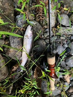イワナの釣果