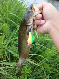 ナマズの釣果