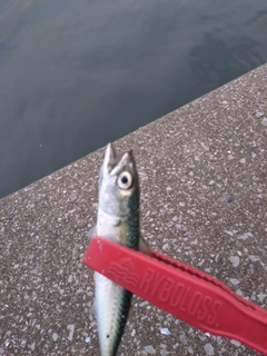 サバの釣果