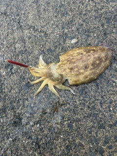 コウイカの釣果