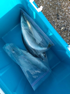 サバの釣果