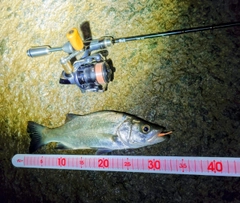 ヒラスズキの釣果