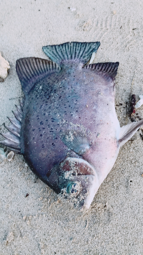 クロホシマンジュウダイの釣果