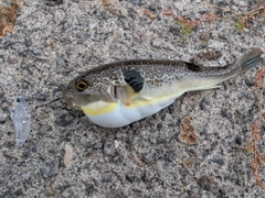 フグの釣果