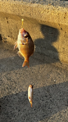 チャリコの釣果