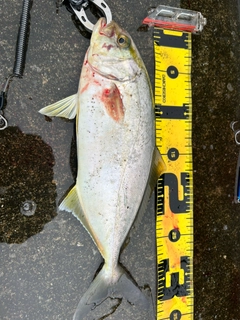 ショゴの釣果