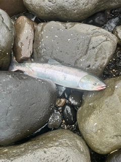 サケの釣果