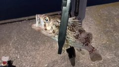 クロソイの釣果