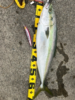 ワラサの釣果