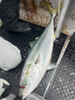 ブリの釣果
