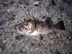 ソイの釣果