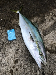 ワラサの釣果