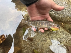 イワナの釣果