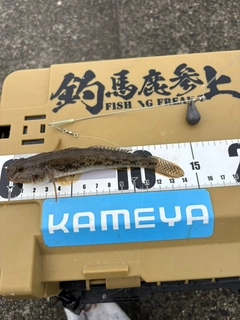 マハゼの釣果