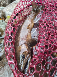 イワナの釣果