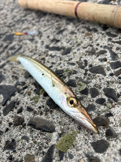 カマスの釣果