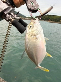 メッキの釣果