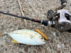 メッキの釣果