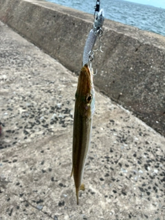 カマスの釣果