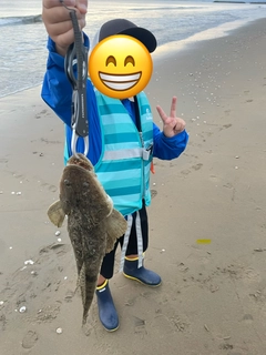 マゴチの釣果