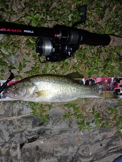 ラージマウスバスの釣果