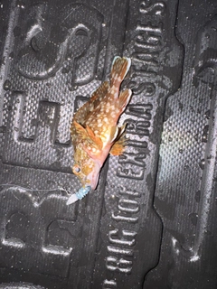 ガシラの釣果
