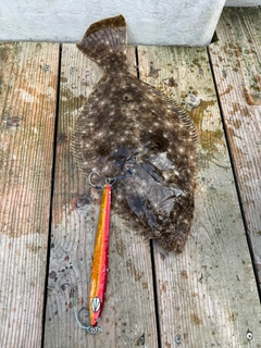 ヒラメの釣果