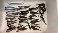 シロギスの釣果
