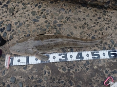 ヨシノゴチの釣果