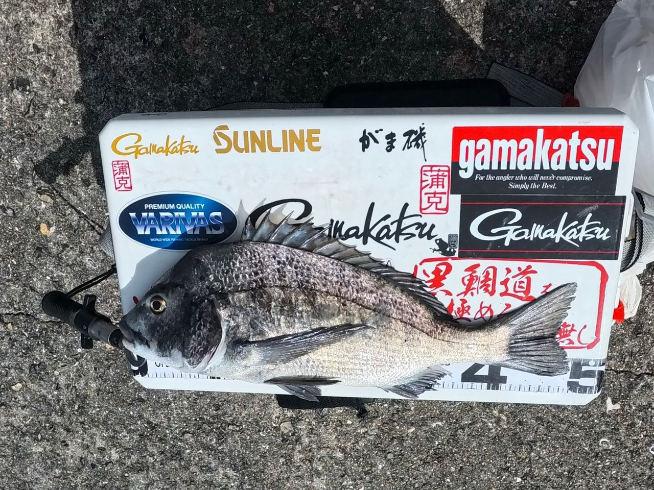 おまけ付き　アングラー・シリーズ　新技法による川の小物釣り アングラー0883335さんの2026年09月20日(日)の釣行(愛媛県 - しまなみ