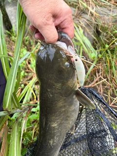 ナマズの釣果