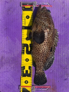 ヒレグロハタの釣果