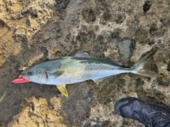 ヒラマサの釣果