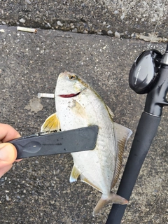 ショッコの釣果