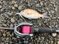 チャリコの釣果