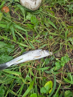 ニゴイの釣果