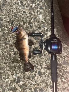 シロメバルの釣果