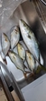 ショゴの釣果