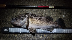 クロソイの釣果