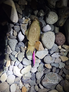 コウイカの釣果