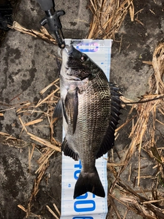 チヌの釣果