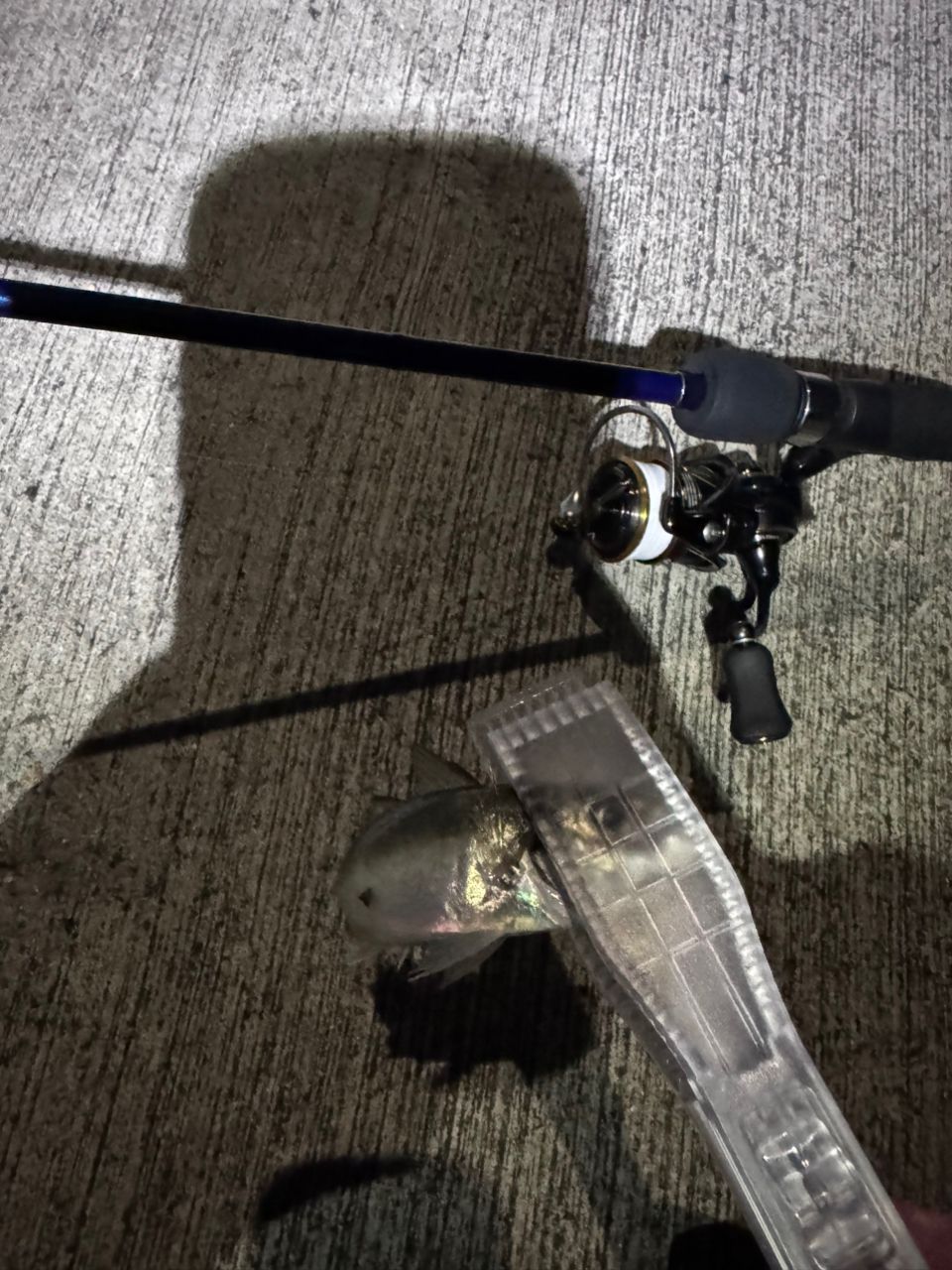 DAIWA 21カルディア FC LT2000S-Hの最安値・インプレ・釣果 | 本音の