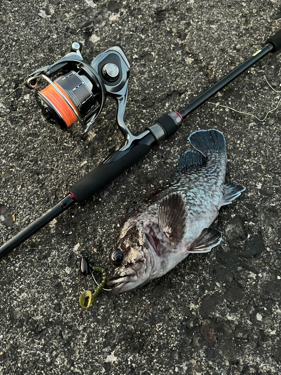 DAIWA 22HRF® (ハードロックフィッシュ) 79M・Qの最安値・インプレ