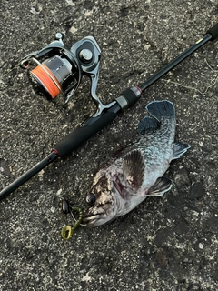 マゾイの釣果