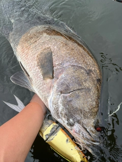 アカメの釣果