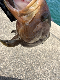 ハタの釣果
