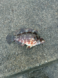 ブダイの釣果