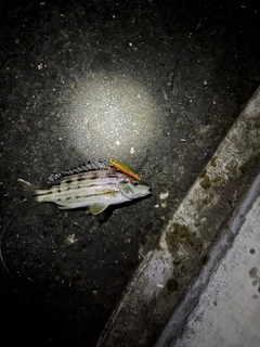シマイサキの釣果