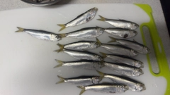 カタクチイワシの釣果
