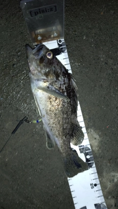 クロソイの釣果